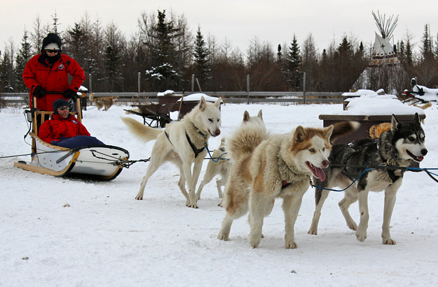 Tail-Waggin' Winter Fun: Dog Sledding in Mont-Tremblant, Quebec - Mapping  Megan