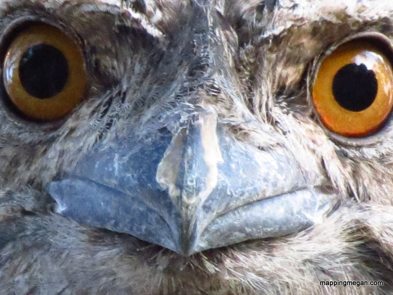 Tawny Frog Mouth Owl - Mapping Megan