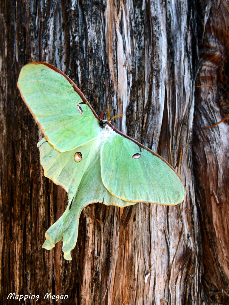 Luna Moth Facts