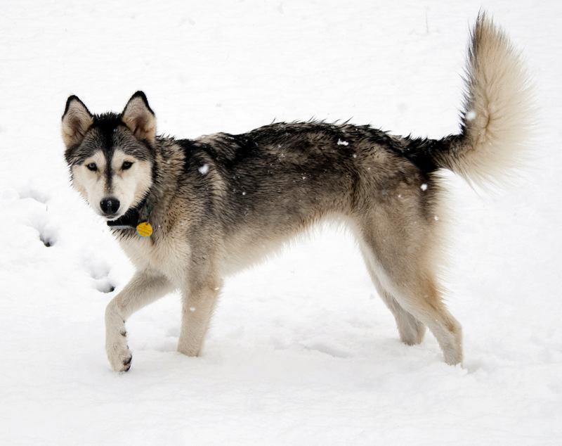 Meet the snow h