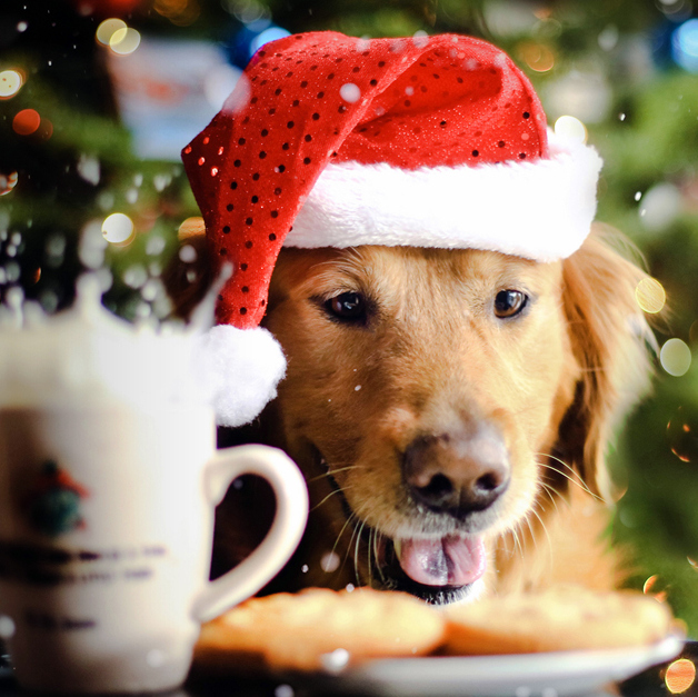 Find a Holiday Dog Sitter With DogVacay - Mapping Megan