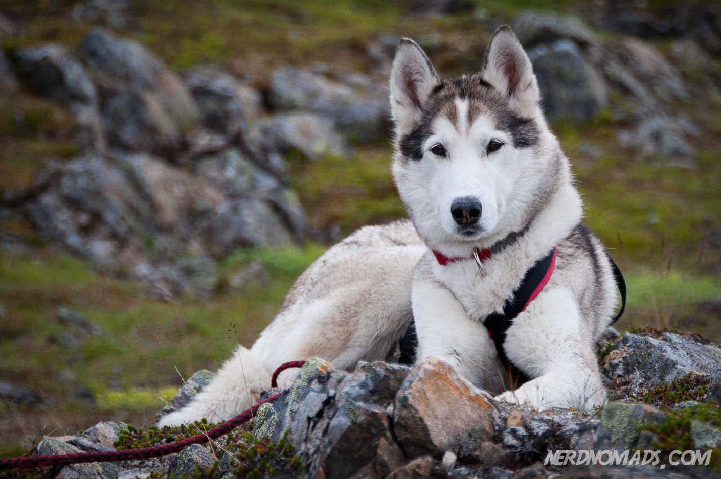 The Sexiest Traveling Pets Alive 2014 - Mapping Megan