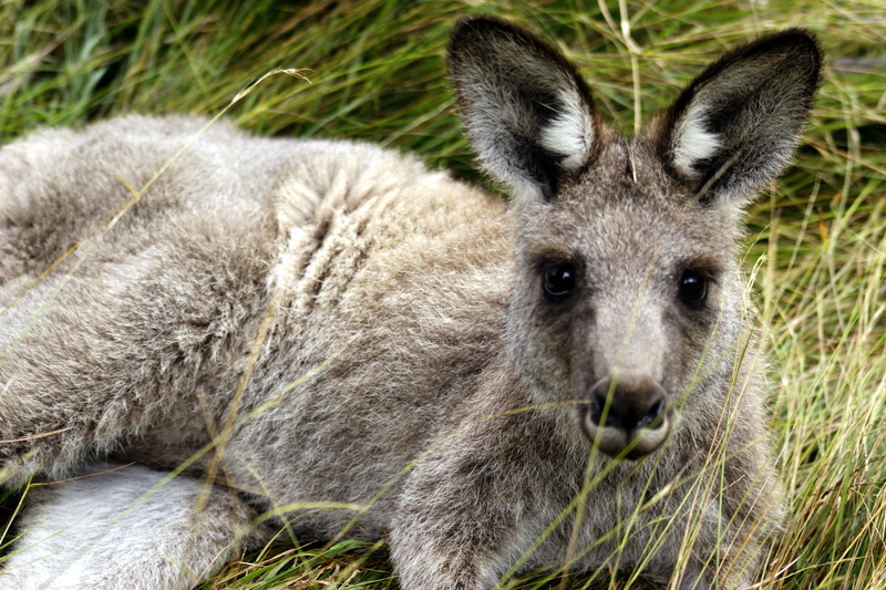 50 Photos From the Most Amazing Country in the World. (Australia ...