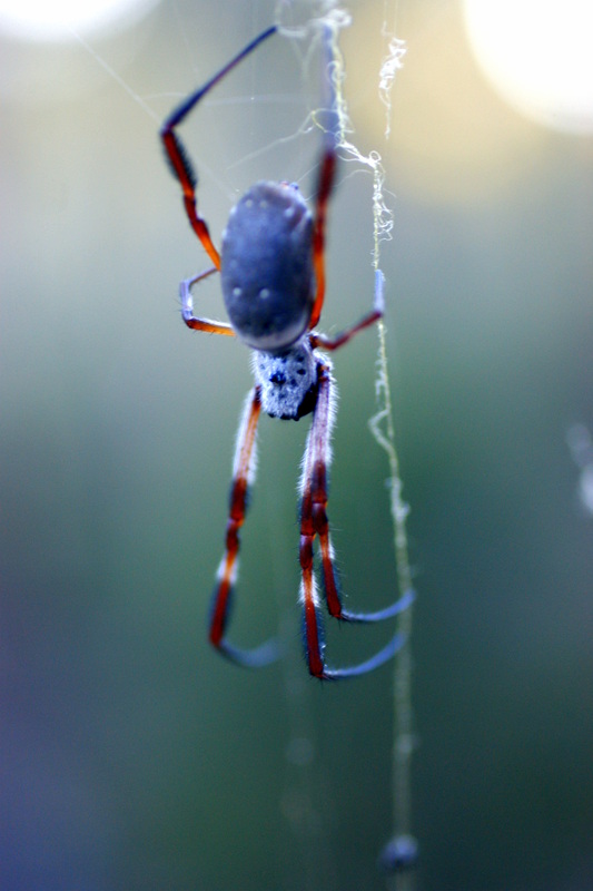 Australian spider