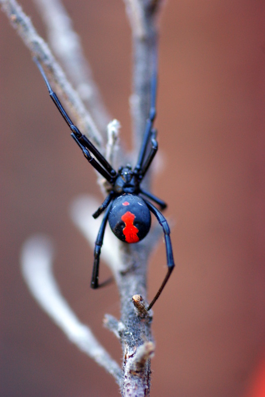 Australian redback spider