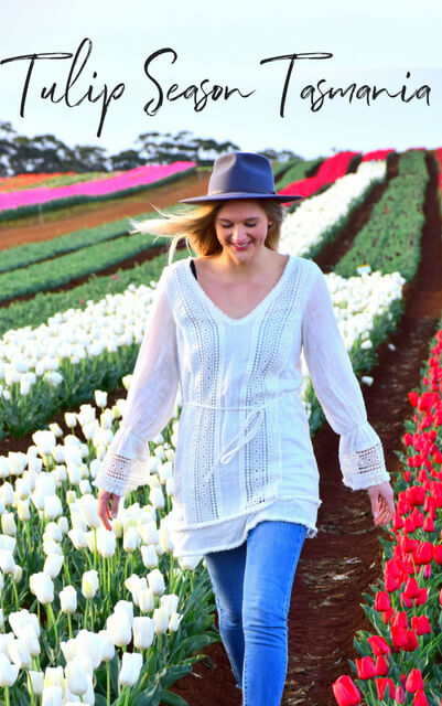 A #tulip farm atop a 12 million year old volcano, acres of patchwork fields explode with color each spring. These are the colors of #Tasmania’s tulip season. #Tasmania #Australia #Flowers