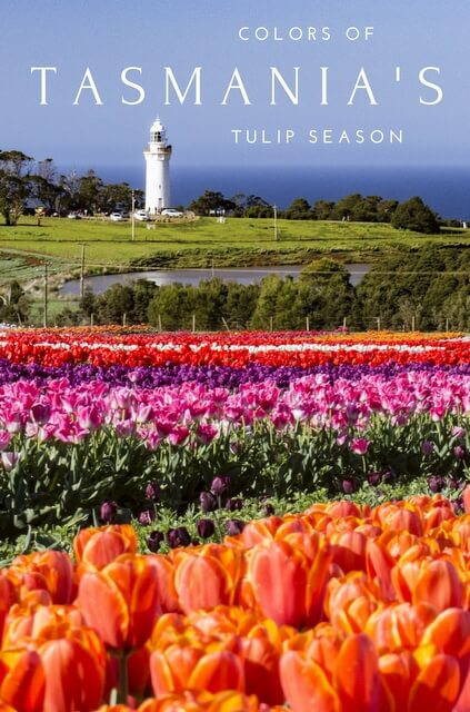 A #tulip farm atop a 12 million year old volcano, acres of patchwork fields explode with color each spring. These are the colors of #Tasmania’s tulip season. #Tasmania #Australia #Flowers