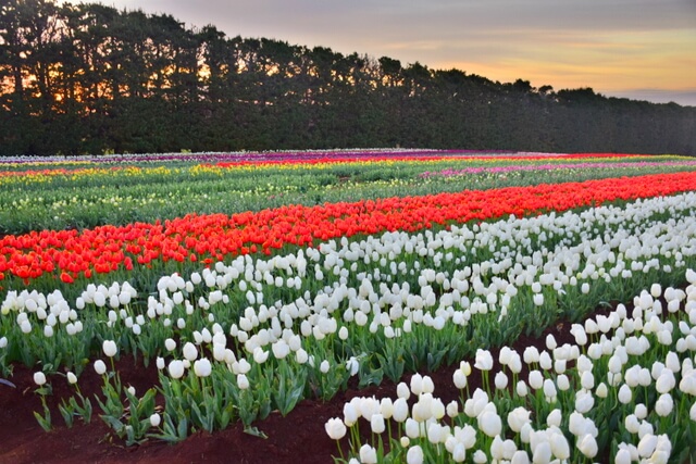 Table Cape Tulip Farm Tasmania’s Tulip Season 