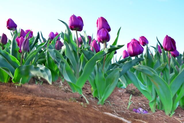 Table Cape Tulip Farm Tasmania’s Tulip Season 