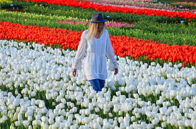 Table Cape Tulip Farm Tasmania’s Tulip Season 