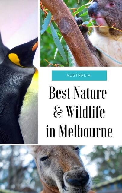 Best Wildlife And Nature Attractions Around Melbourne - Mapping Megan