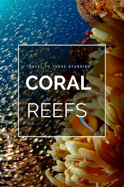 Explore the Beauty of Coral Reefs in 5 Unique Trips - Mapping Megan