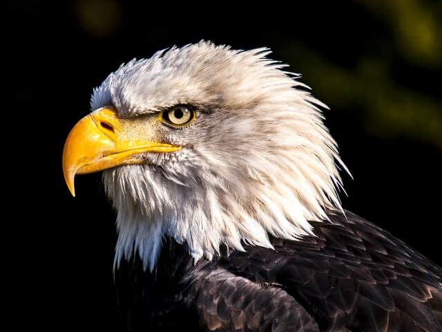 Bald Eagle RF