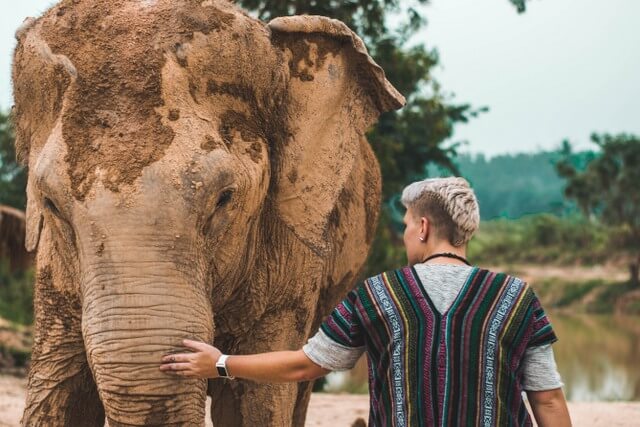 Elephant safari Asia India RF