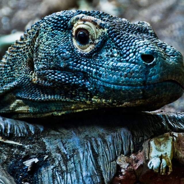 5 Reasons to Visit Komodo National Park (Indonesia) - Mapping Megan