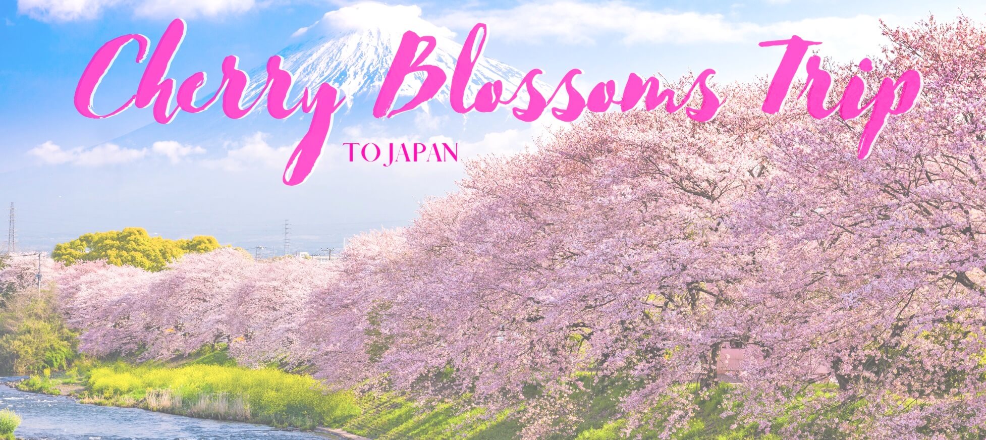Cherry Blossoms Japan Schedule Mapping Megan