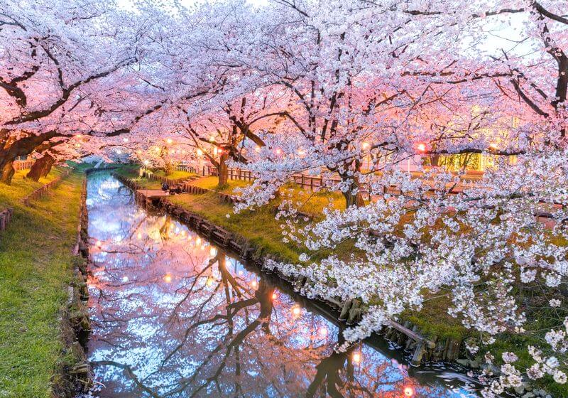 Let S Go To Hanami Cherry Blossoms Are In Full Bloom Now