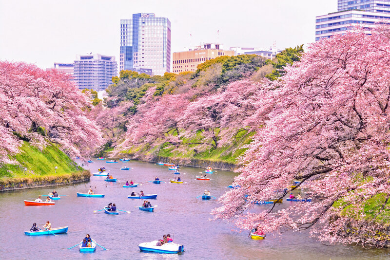 Japan Kayak Hanami Cherry Blossom Season - Mapping Megan