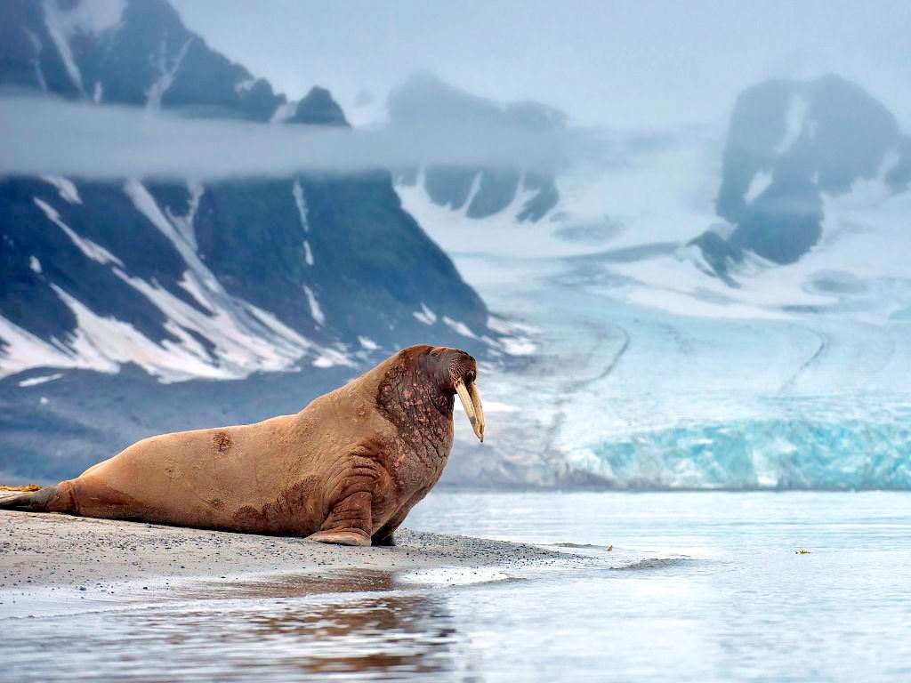Arctic walrus RF